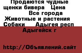 Продаются чудные щенки бивера › Цена ­ 25 000 - Все города Животные и растения » Собаки   . Адыгея респ.,Адыгейск г.